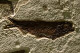 Impressive Fossil Palm and Fish Mural - Ready To Hang #382737-6